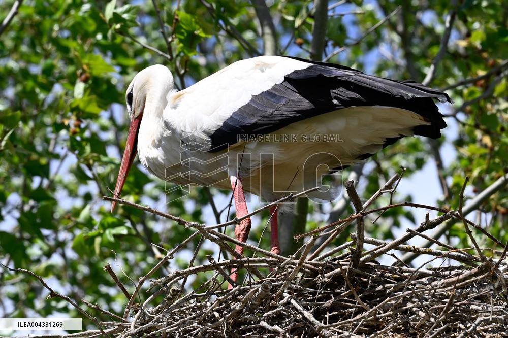 White Storks - France