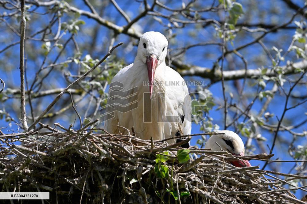 White Storks - France
