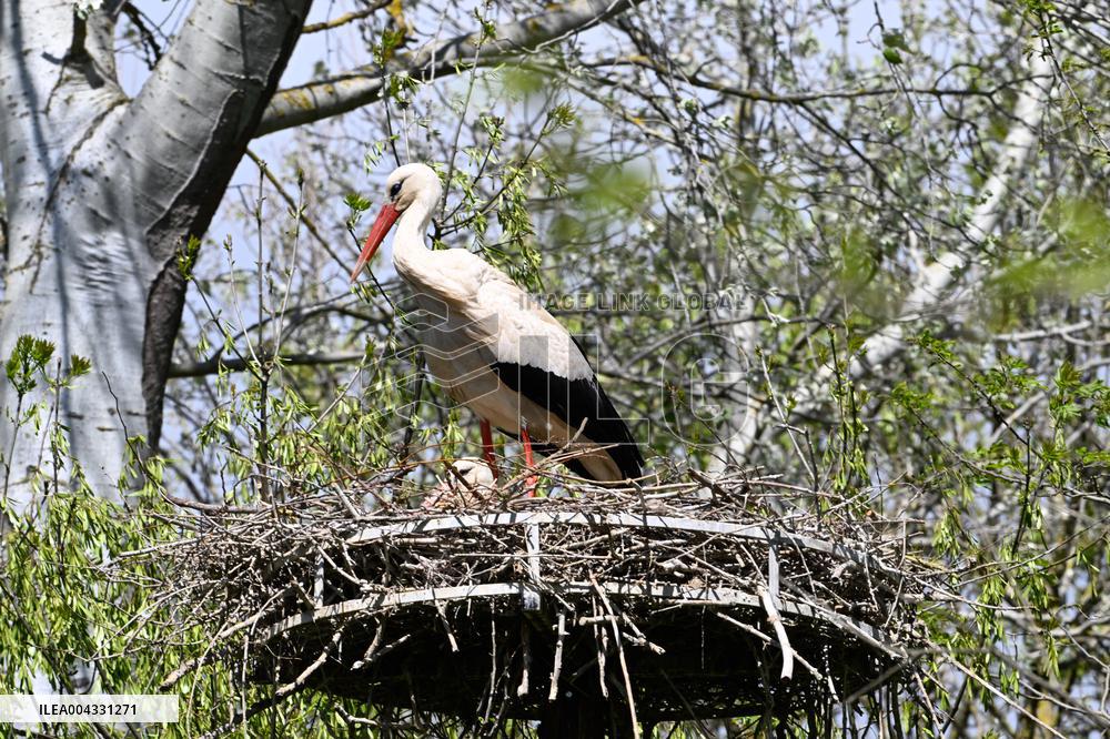 White Storks - France