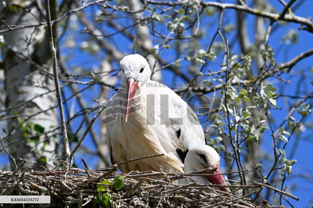 White Storks - France
