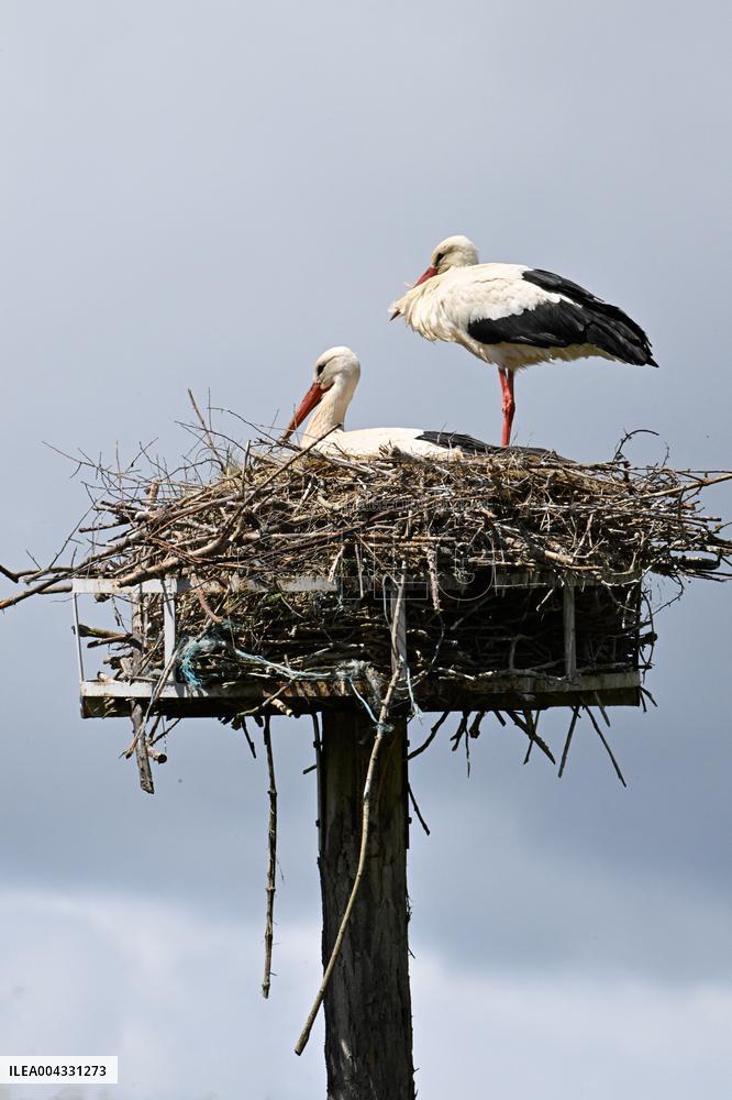 White Storks - France