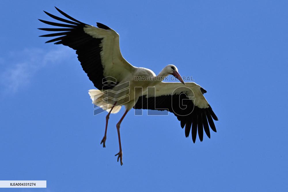 White Storks - France
