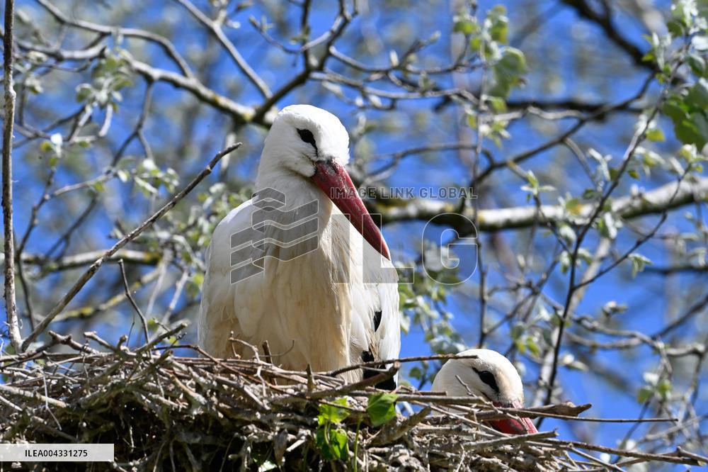 White Storks - France
