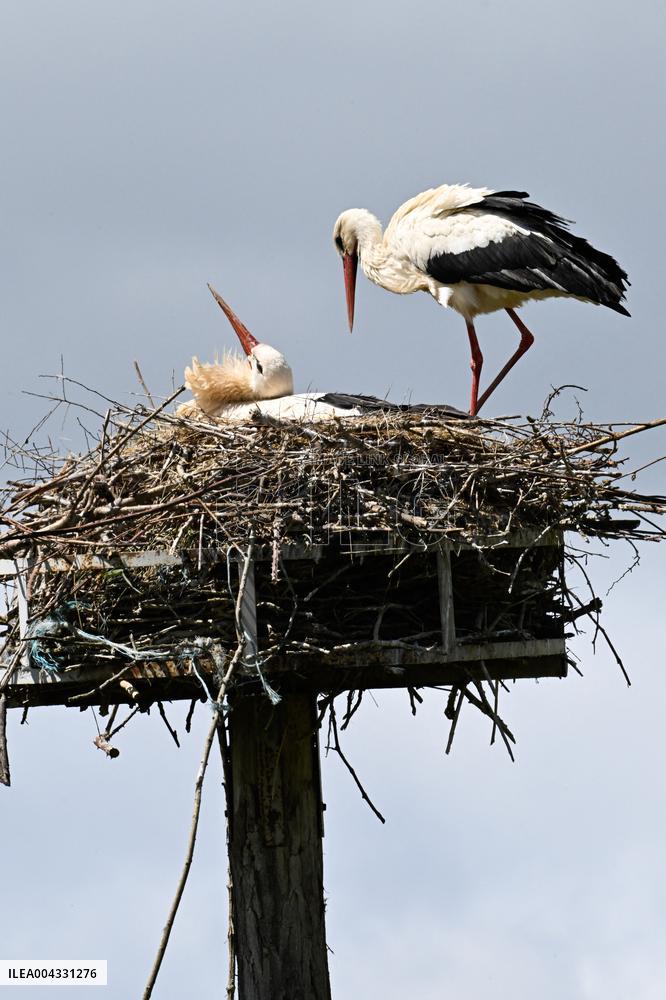 White Storks - France
