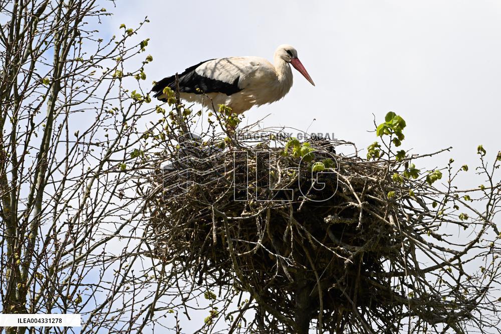 White Storks - France