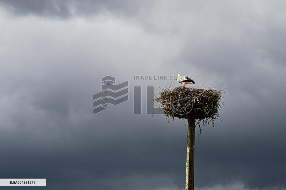 White Storks - France