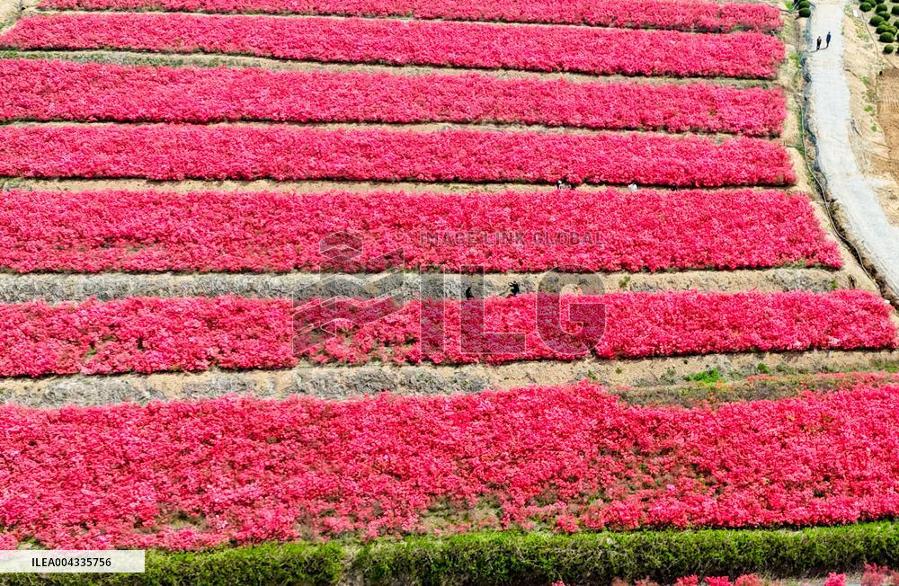 Spring Tour in Qingdao