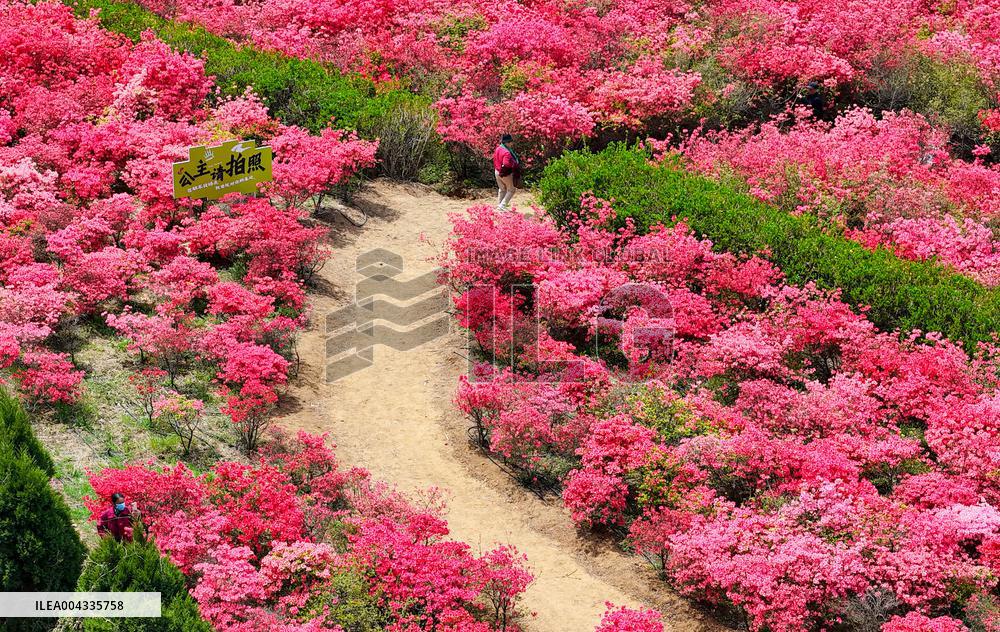 Spring Tour in Qingdao