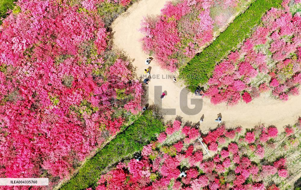 Spring Tour in Qingdao