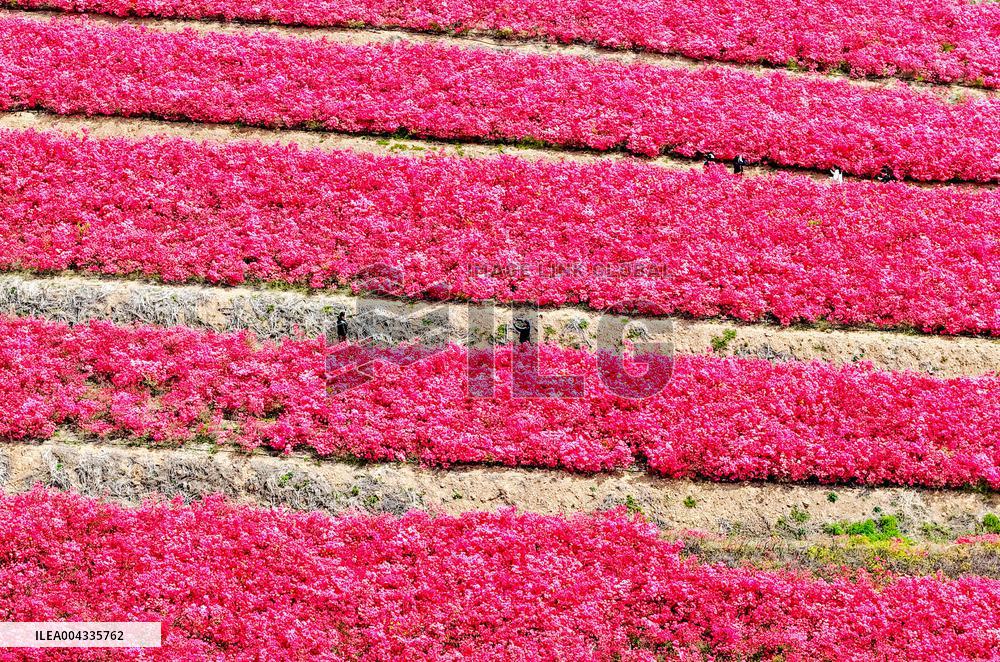 Spring Tour in Qingdao