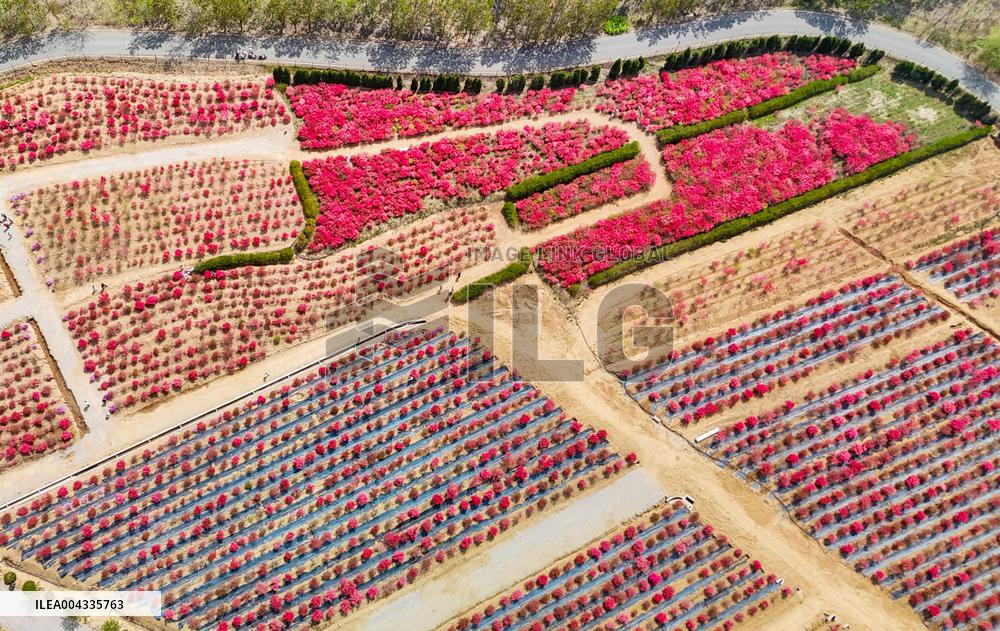 Spring Tour in Qingdao