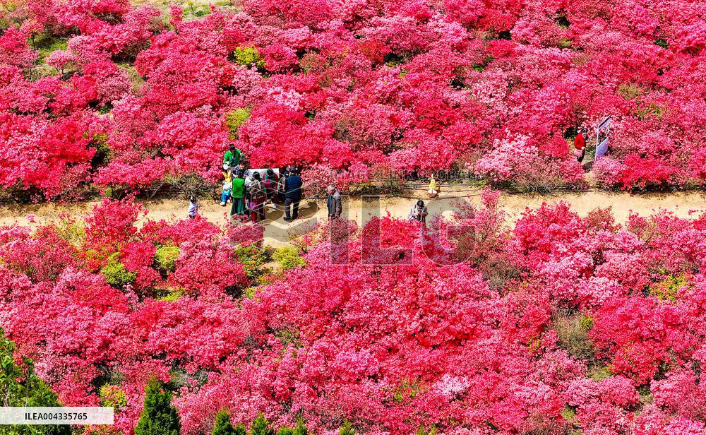 Spring Tour in Qingdao