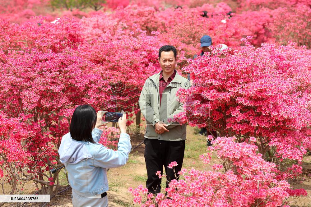 Spring Tour in Qingdao