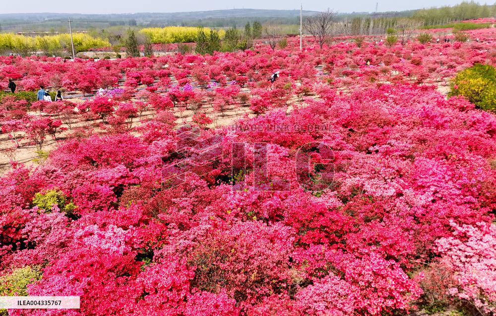 Spring Tour in Qingdao