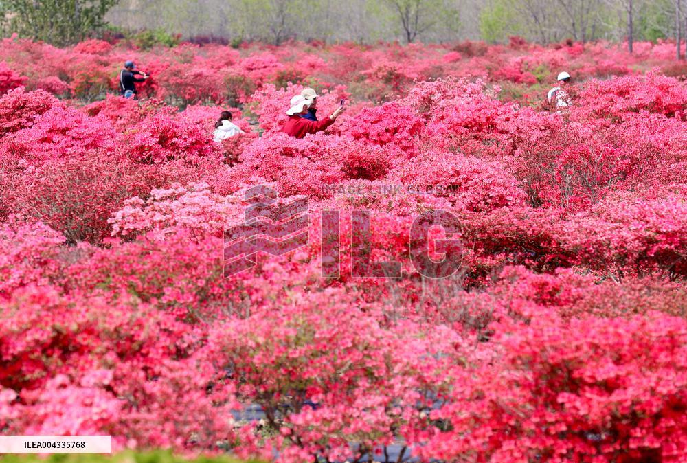 Spring Tour in Qingdao
