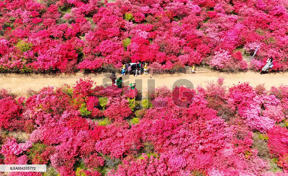 Spring Tour in Qingdao