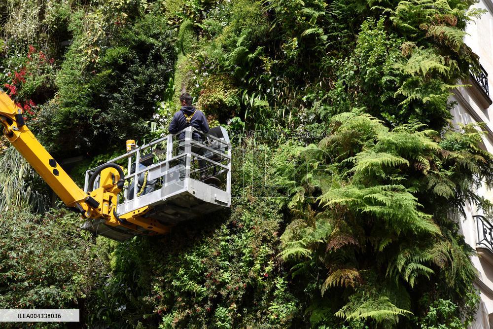 Green Wall - Paris