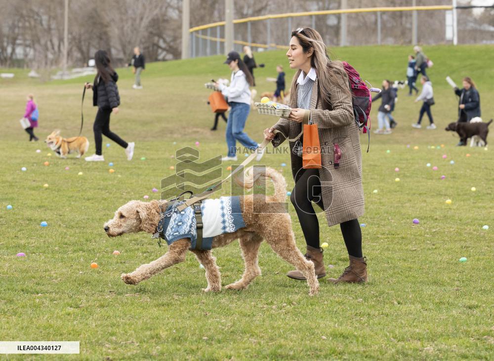 Easter Egg Hunt for Dogs - Canada