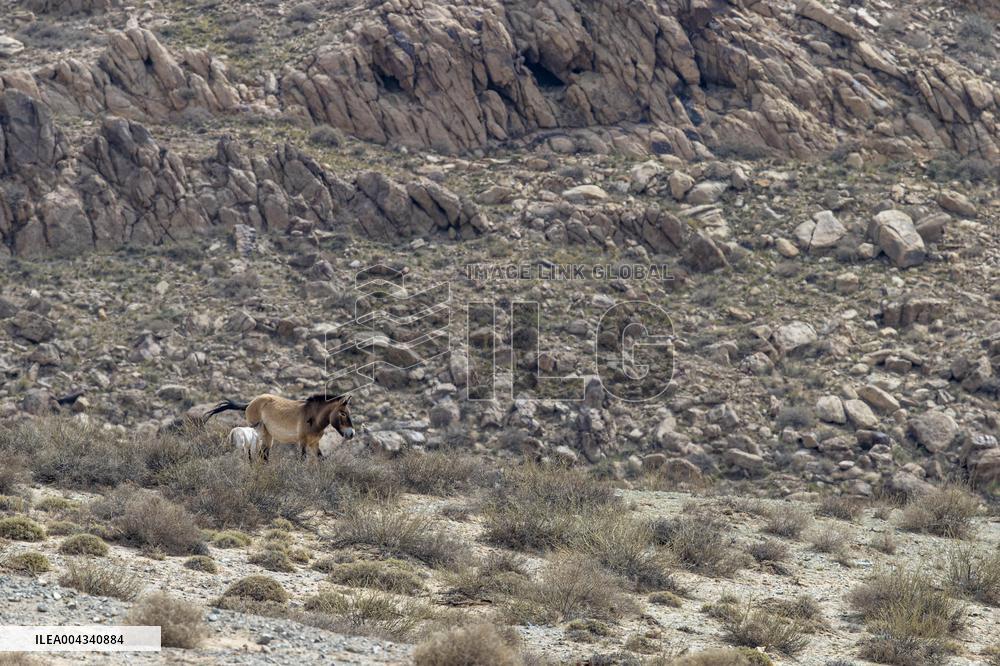 Przewalski s horses at the Helan Mountain Nature Reserve - China
