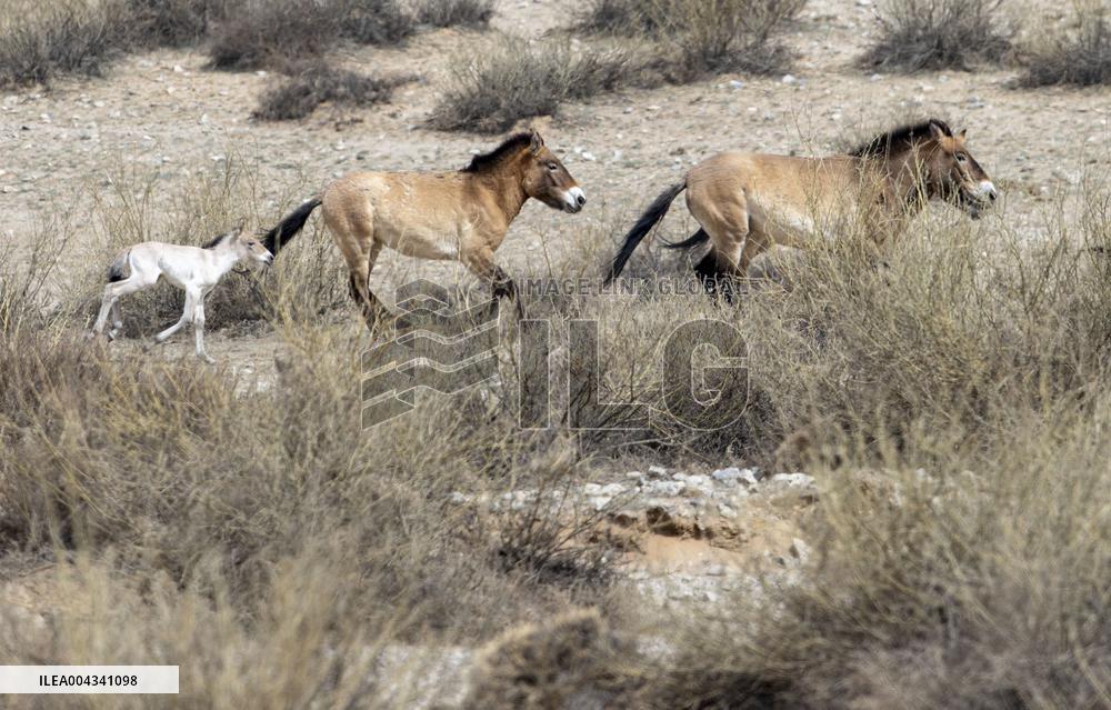 Przewalski s horses at the Helan Mountain Nature Reserve - China