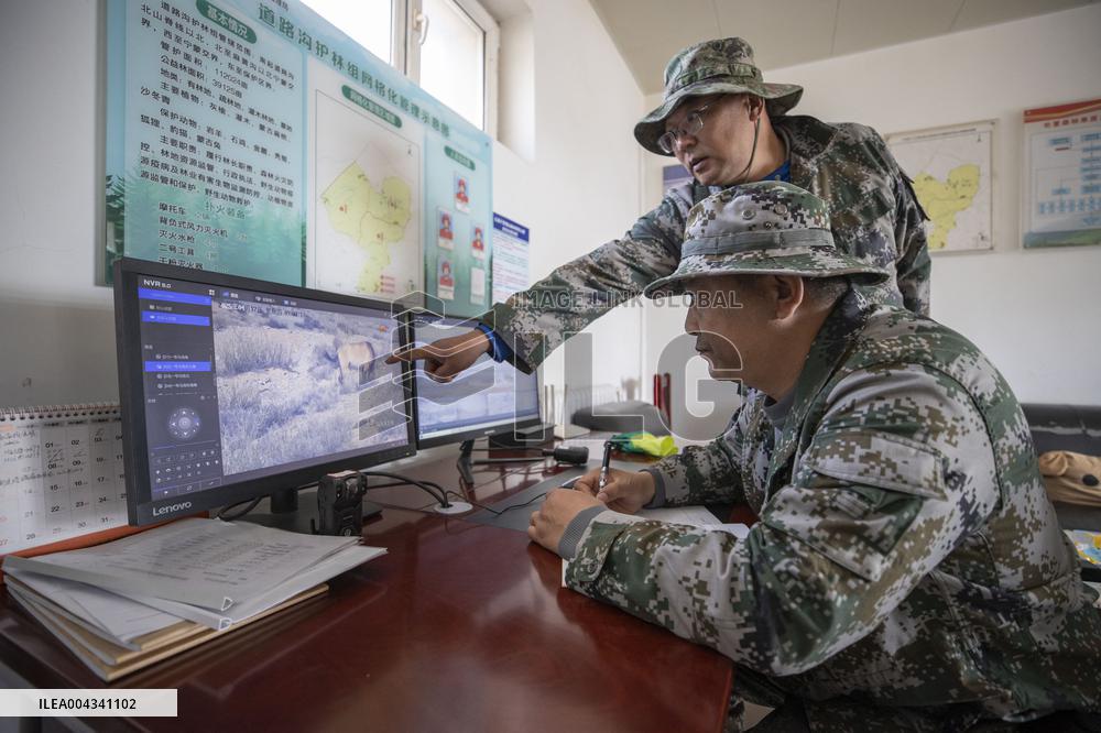 Przewalski s horses at the Helan Mountain Nature Reserve - China