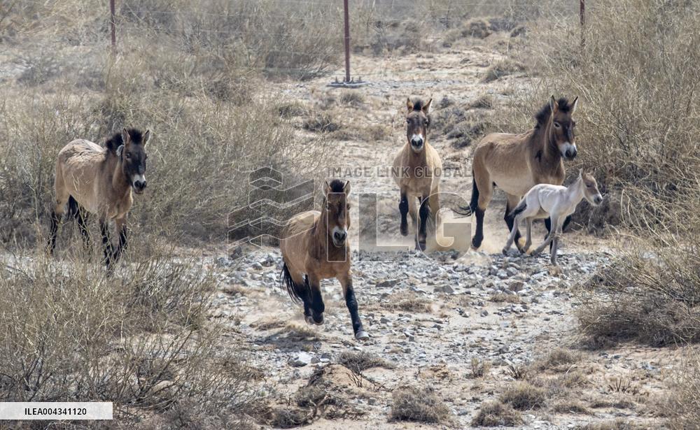 Przewalski s horses at the Helan Mountain Nature Reserve - China