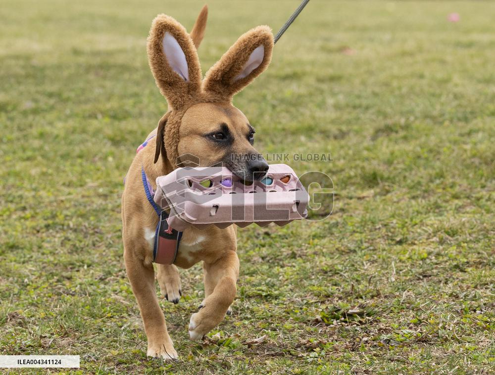 Easter Egg Hunt for Dogs - Canada