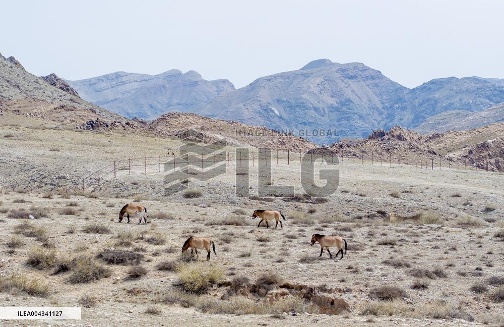 Przewalski s horses at the Helan Mountain Nature Reserve - China