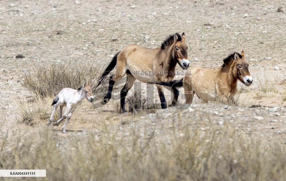 Przewalski s horses at the Helan Mountain Nature Reserve - China