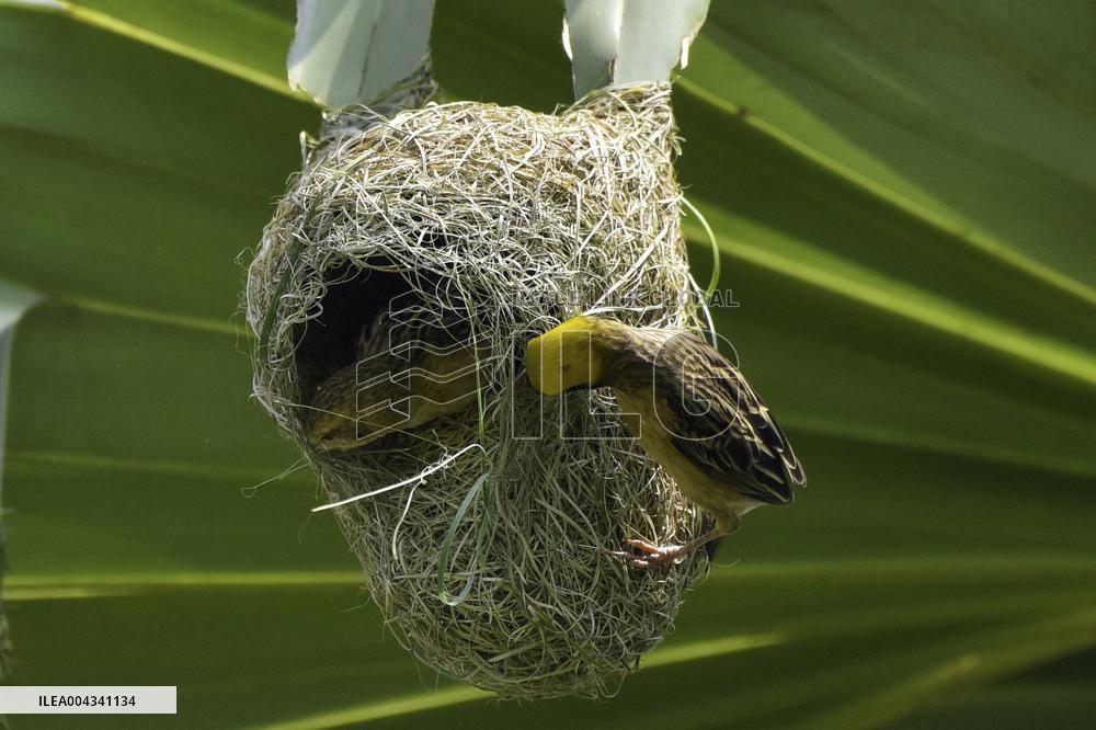 Baya Weaver - India