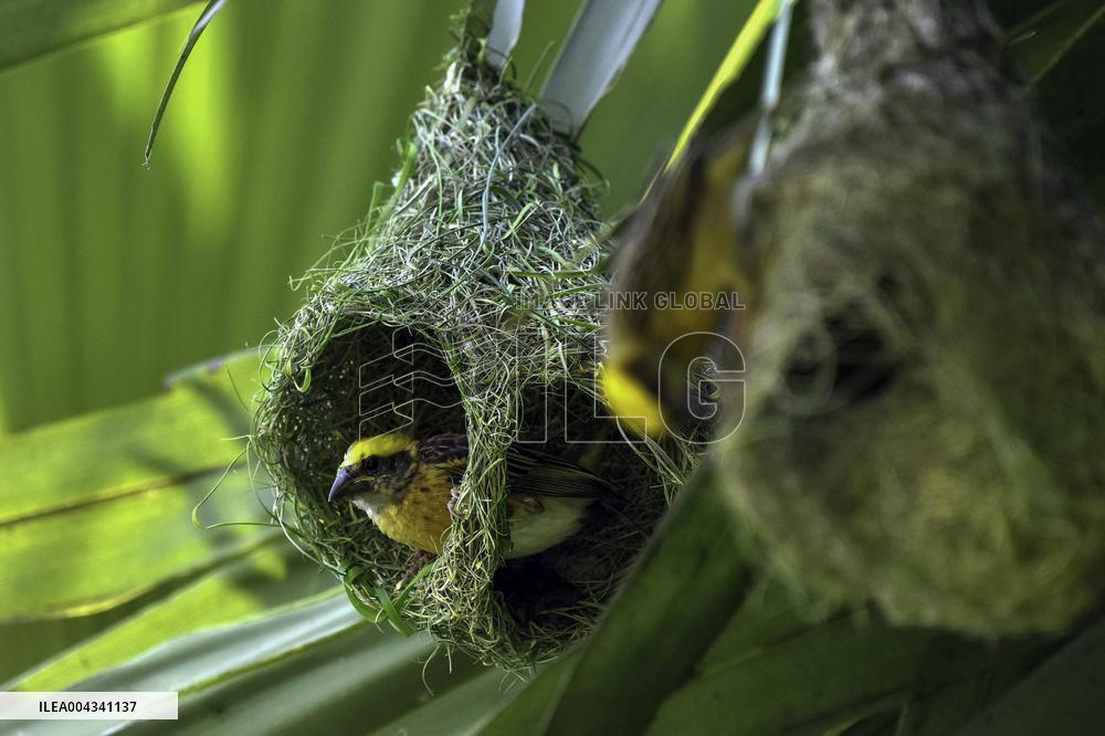 Baya Weaver - India