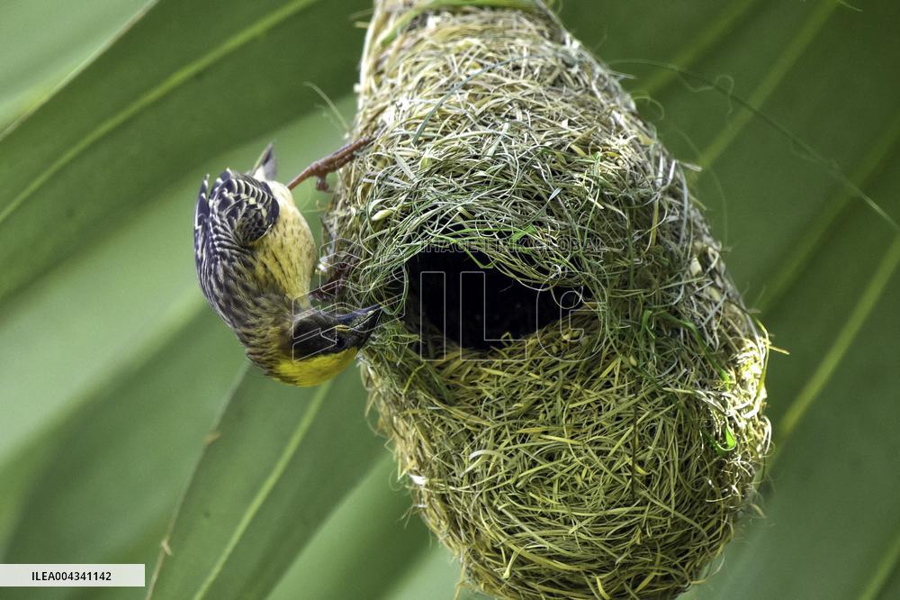 Baya Weaver - India