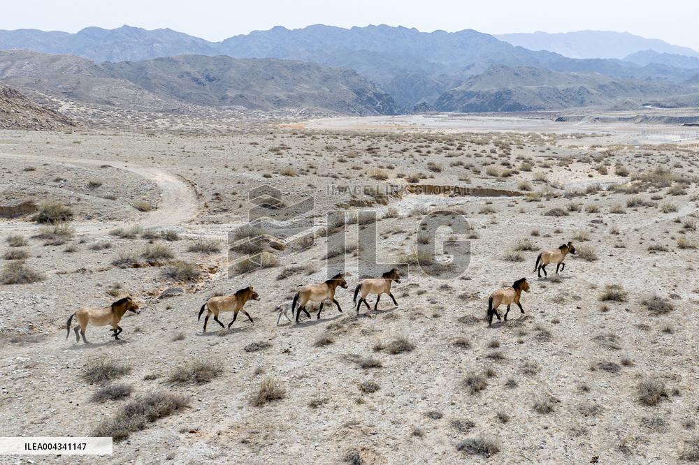 Przewalski s horses at the Helan Mountain Nature Reserve - China