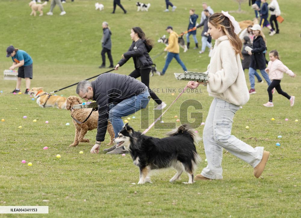 Easter Egg Hunt for Dogs - Canada