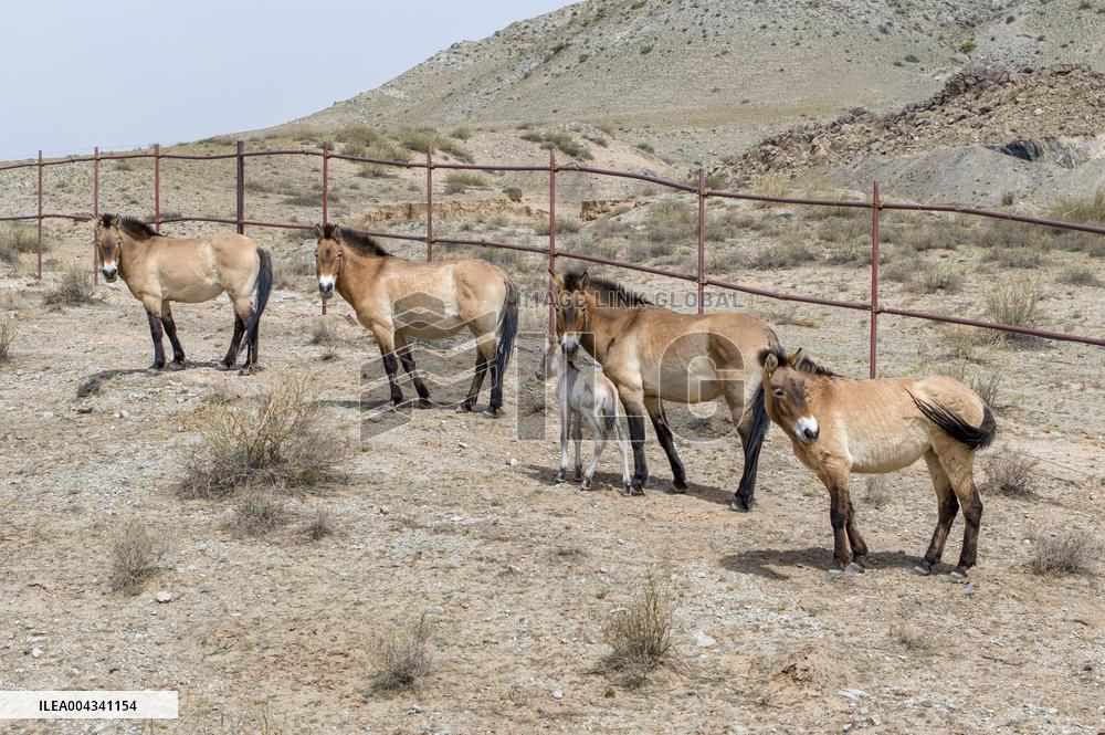 Przewalski s horses at the Helan Mountain Nature Reserve - China