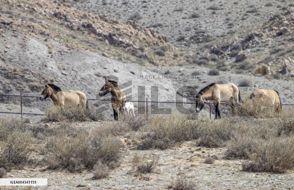 Przewalski s horses at the Helan Mountain Nature Reserve - China