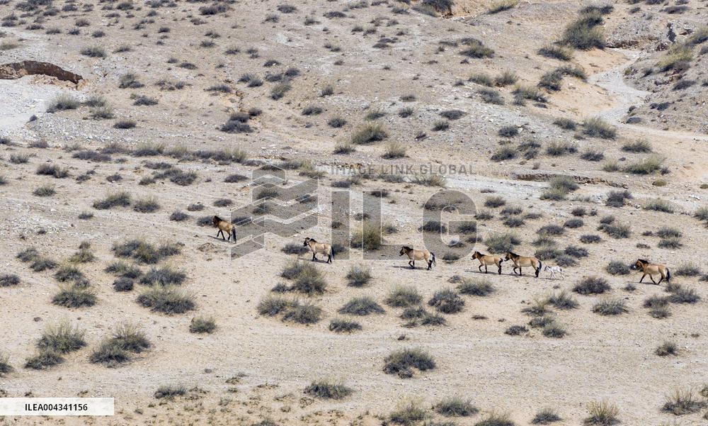 Przewalski s horses at the Helan Mountain Nature Reserve - China