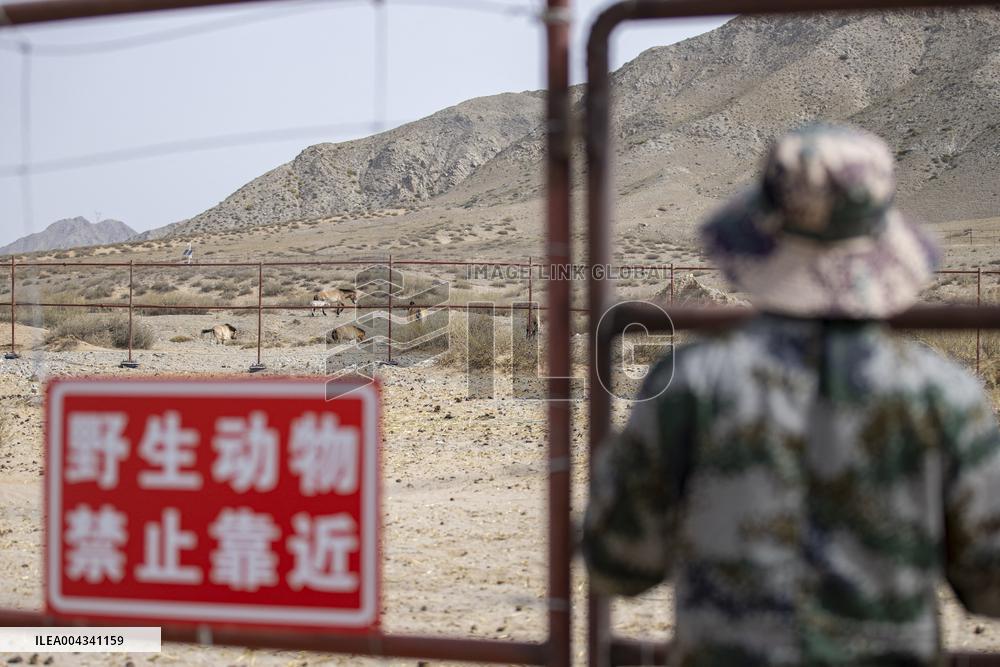 Przewalski s horses at the Helan Mountain Nature Reserve - China