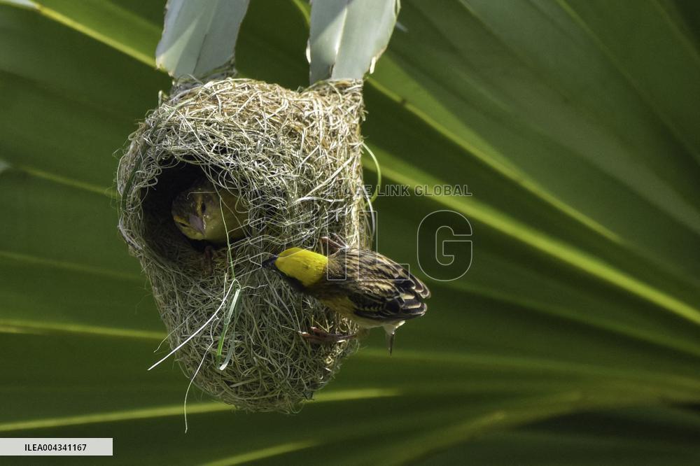 Baya Weaver - India