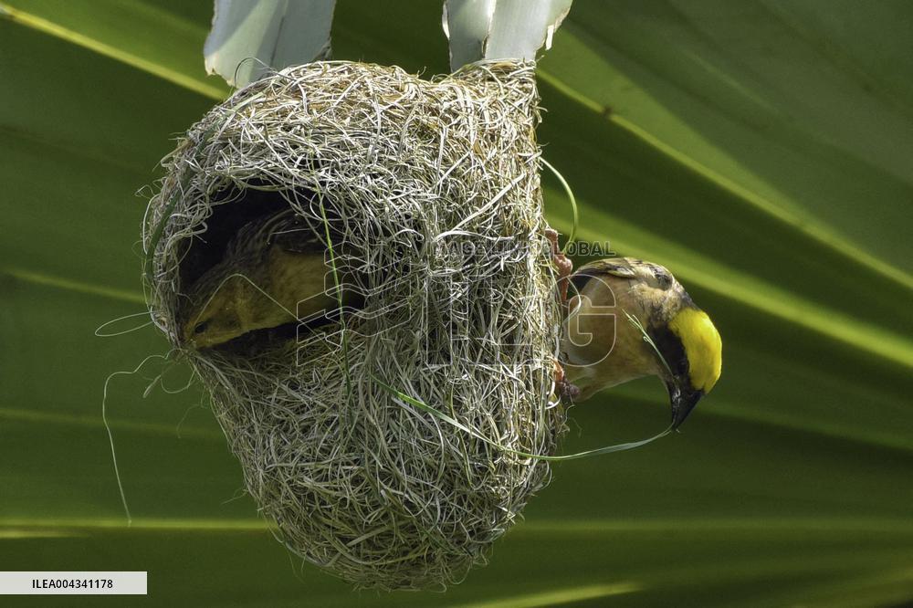 Baya Weaver - India