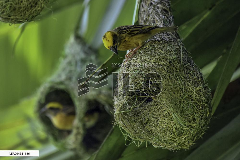 Baya Weaver - India