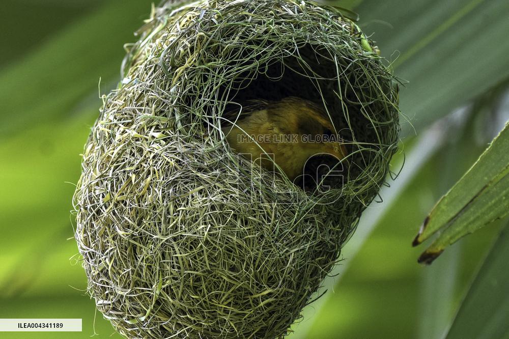 Baya Weaver - India