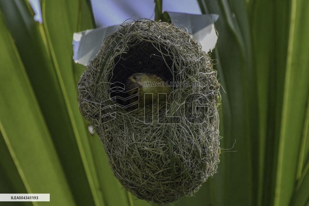 Baya Weaver - India