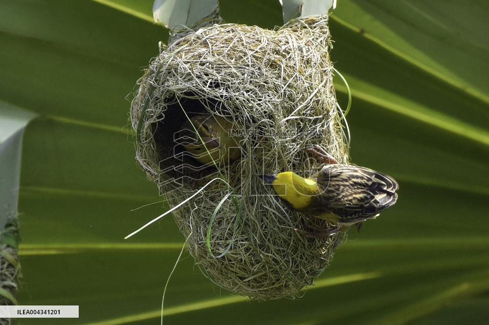 Baya Weaver - India