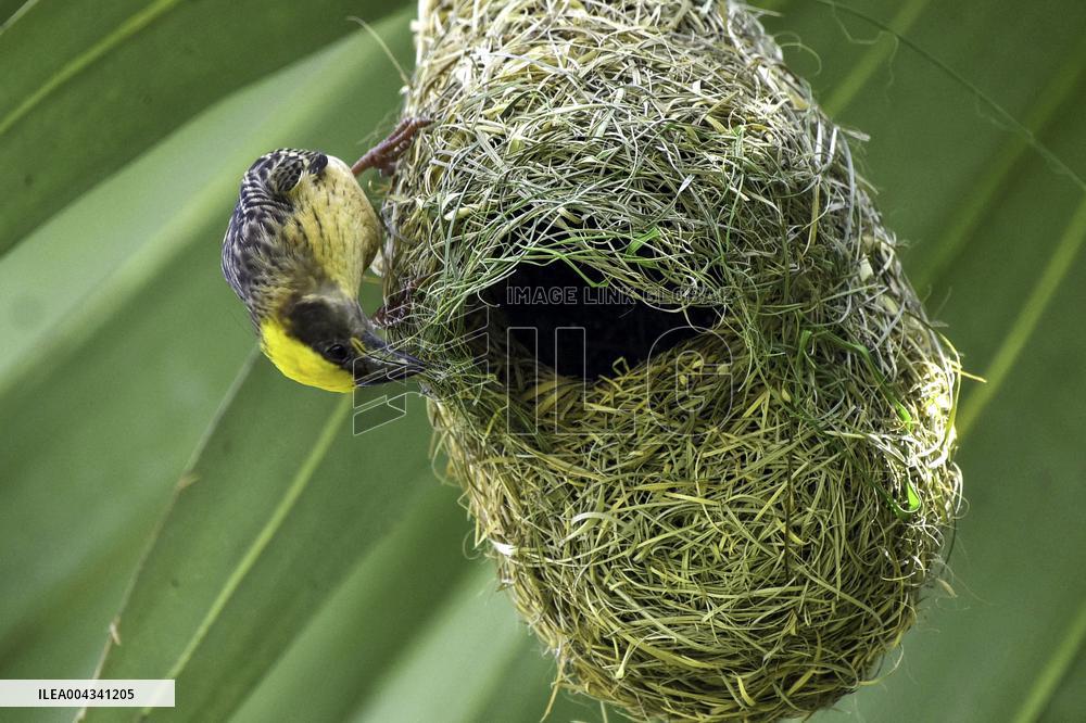 Baya Weaver - India
