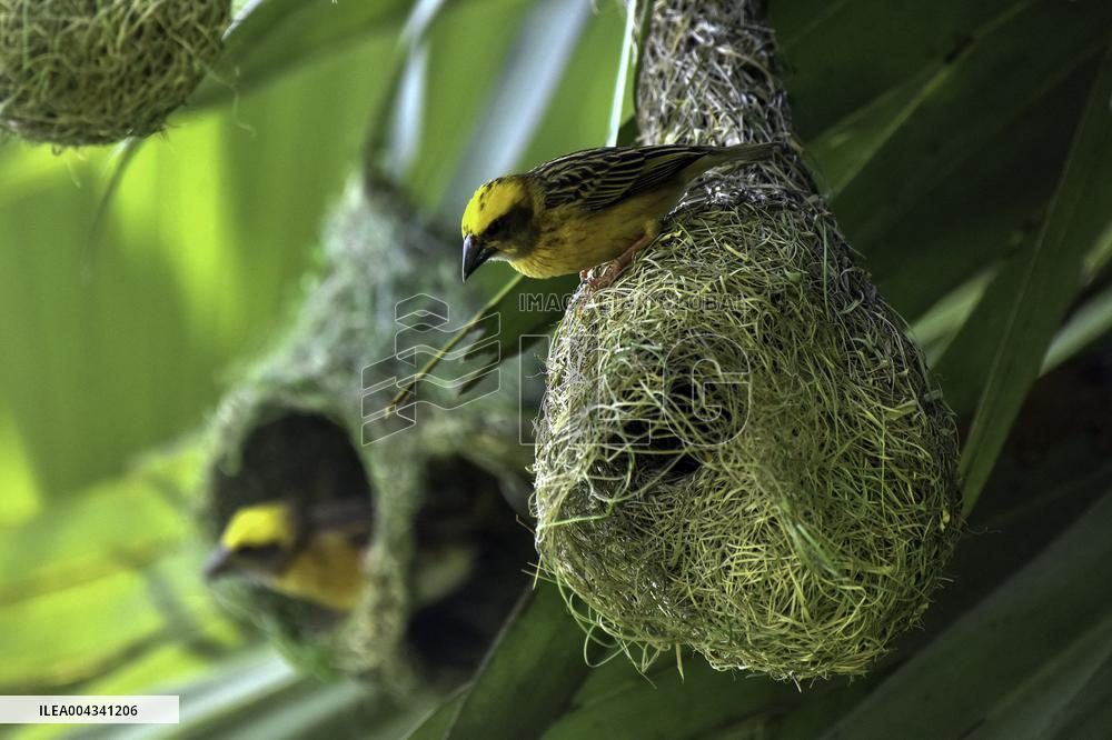 Baya Weaver - India