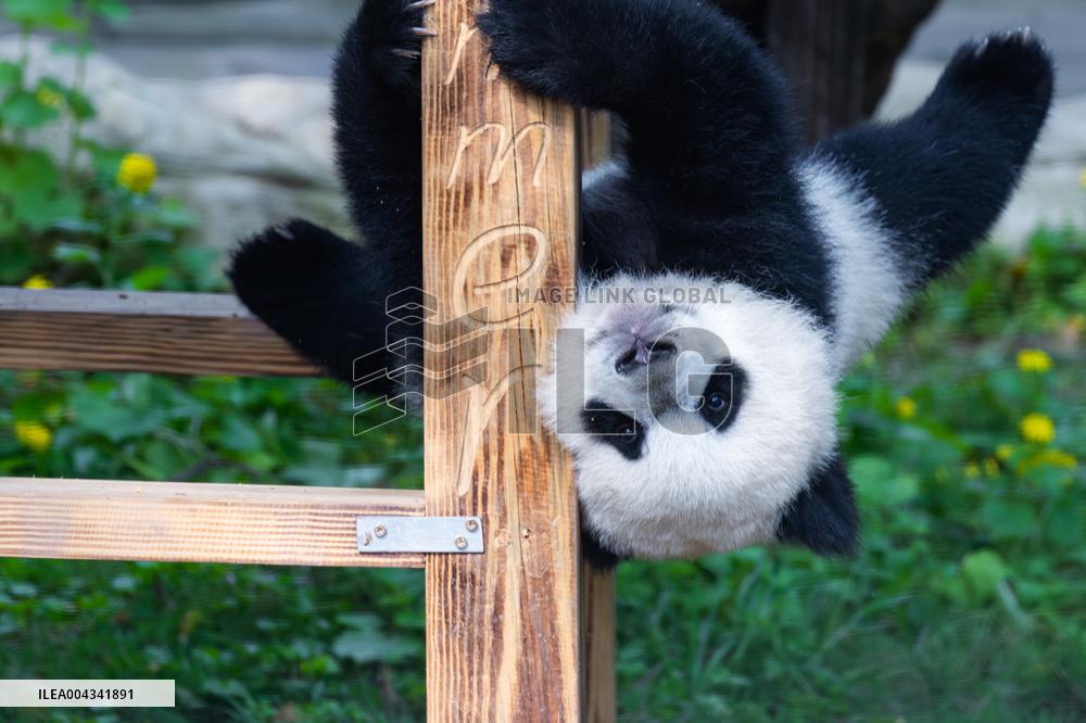 China Chongqing Zoo Giant Panda