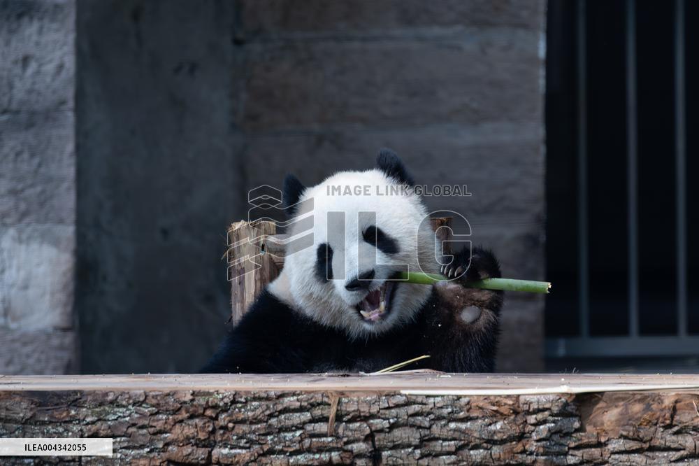China Chongqing Zoo Giant Panda