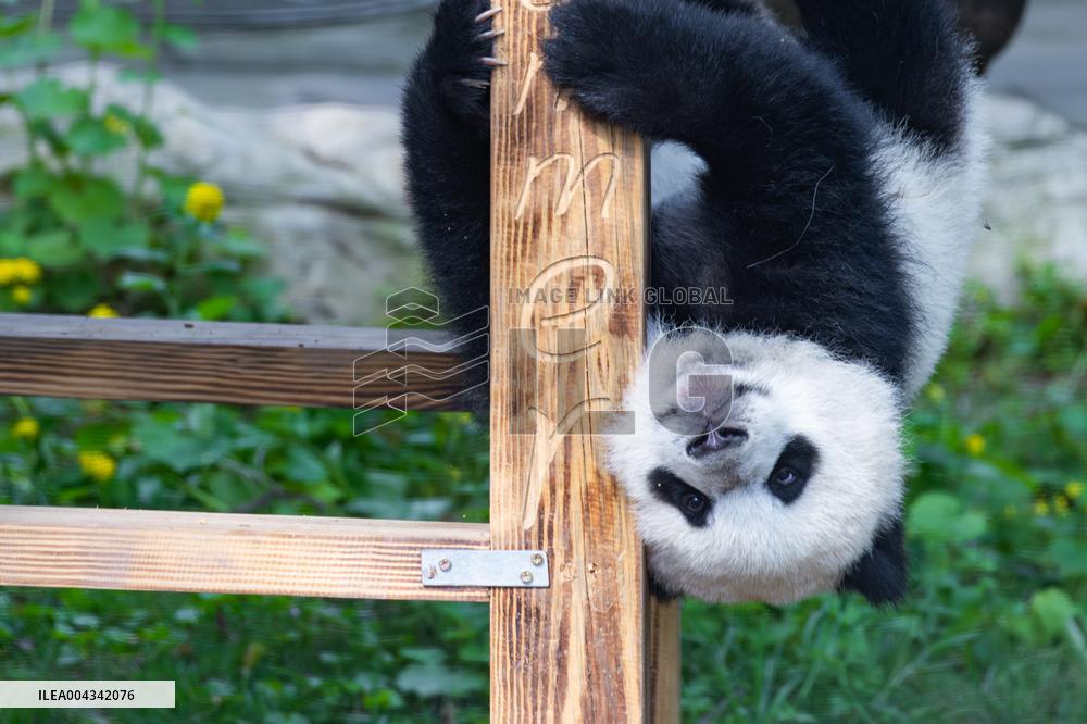 China Chongqing Zoo Giant Panda