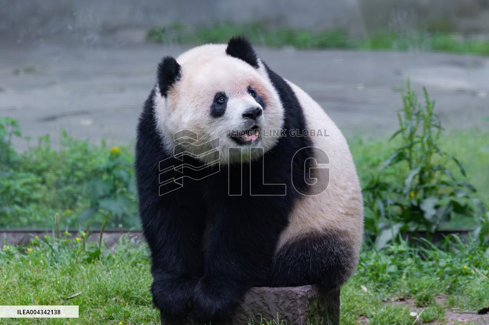 China Chongqing Zoo Giant Panda